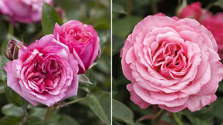 Monrovia introduces three new rose series for 2023