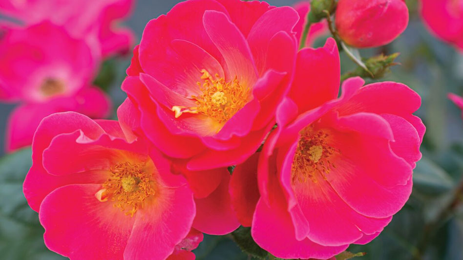 American Garden Rose Selections announces 2023 winners