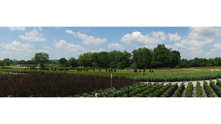 Anna Nursery acquired by Schwope Brothers' Tree Farms