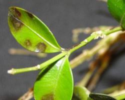 Boxwood blight confirmed in Ohio