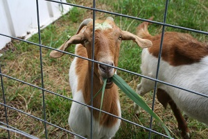 Researchers fight invasive grass with goats