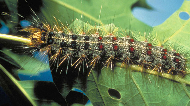 Gypsy moth damage closes section of I-95 in Connecticut