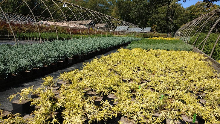 Weed control in container nurseries