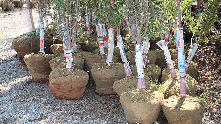 How to plant B&B trees