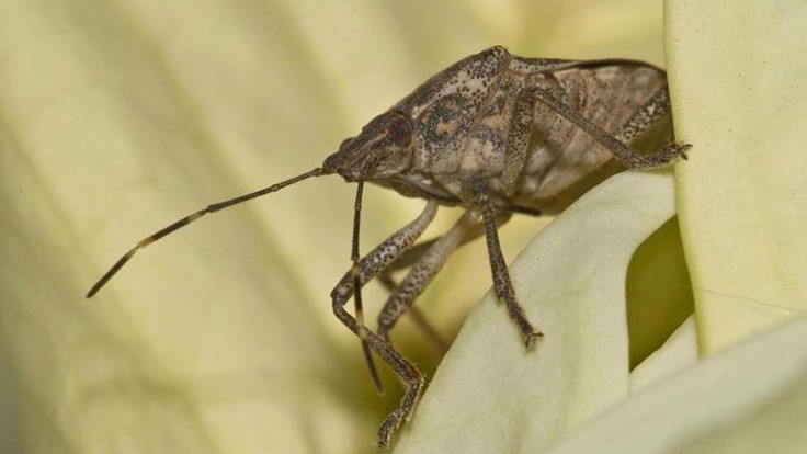 Why stink bugs are taking over the Eastern U.S.