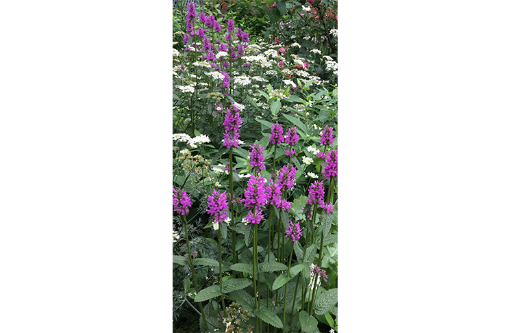 Stachys ‘Hummelo' named 2019 Perennial Plant of the Year