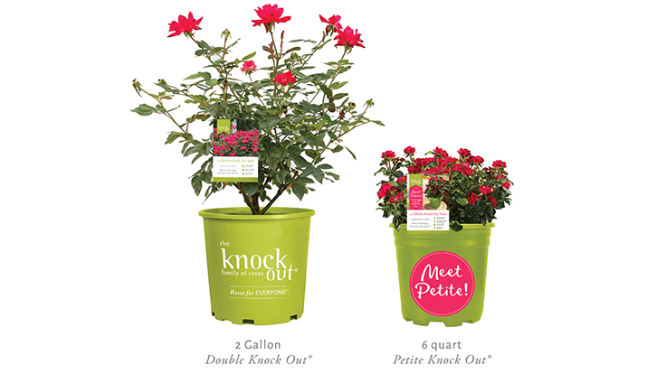 Star Roses and Plants introduces The Petite Knock Out Rose