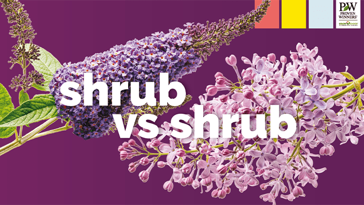 Proven Winners ColorChoice returns for its seventh year of Shrub Madness 
