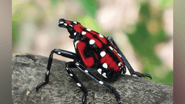 How to build a spotted lanternfly circle trap