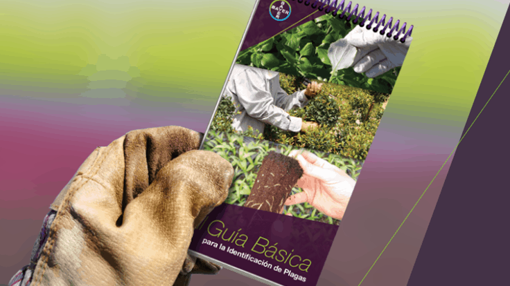 Bayer introduces new Spanish Pest Identification Guide for greenhouses and nurseries