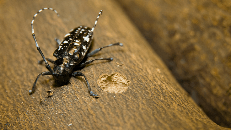 Asian longhorned beetle (ALHB) eradicated from Canada.
