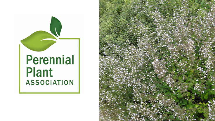 PPA announces 2021 Perennial Plant of the Year 