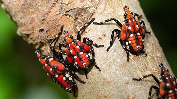 Spotted lanternfly discovered in Oregon