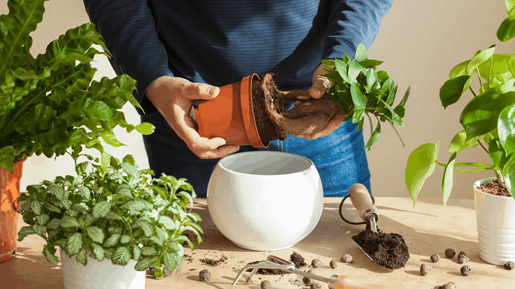 Axiom shares 2021 gardening insights survey results