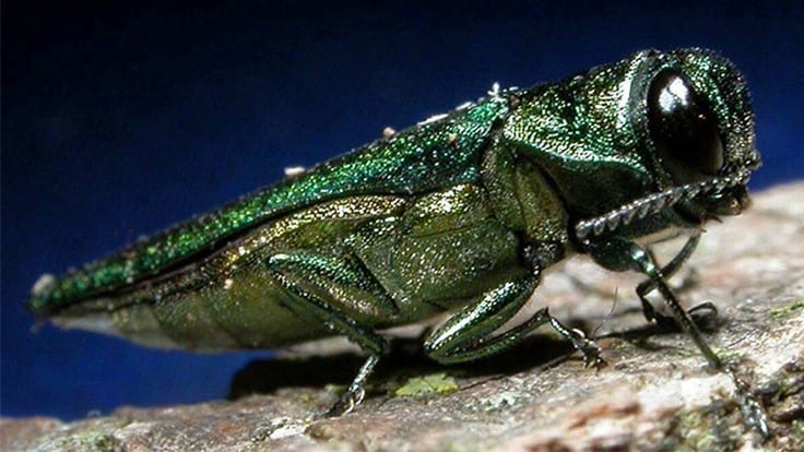 APHIS changes approach to fight the emerald ash borer