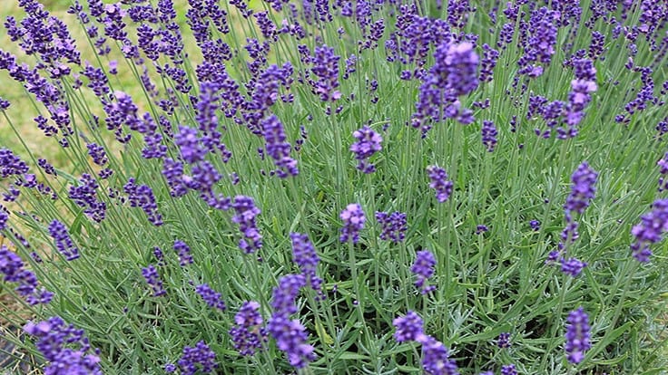 Understanding lavender's potential