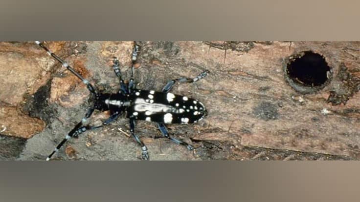 August is tree check month for the Asian longhorned beetle 