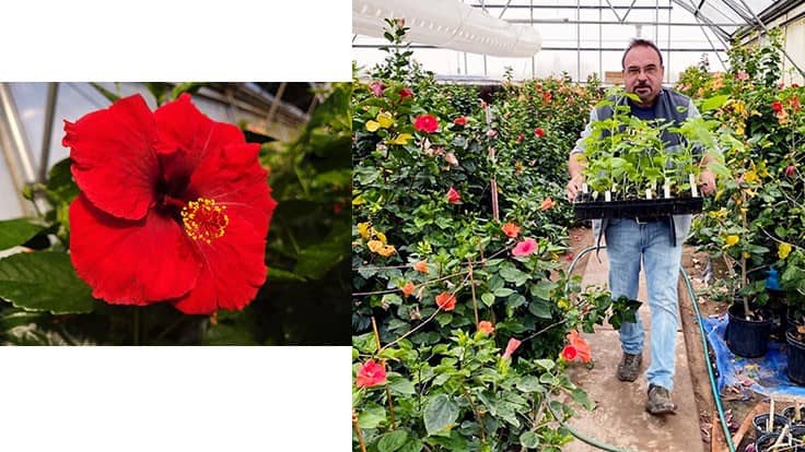 Texas A&M AgriLife Research hibiscus breeder honored