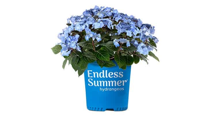 Endless Summer introduces Pop Star Hydrangea