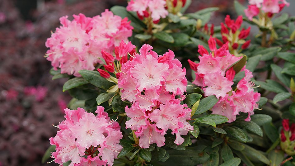 Proven Winners ColorChoice cultivars named Rhododendron of the Year