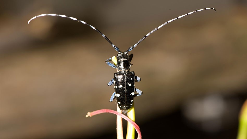 Another victory in the Asian Longhorned Beetle battle