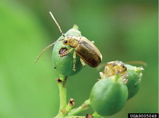 viburnum leaf beetles emerge feeding second adult july