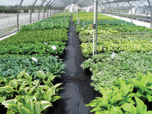 Schwope acquired Brehob Nursery (pictured) in late 2016. Brehob is a 45-year-old company with both wholesale and landscape distribution divisions.