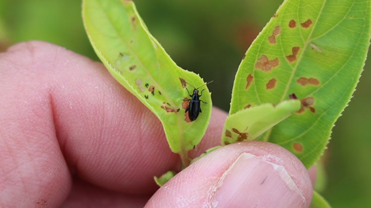 Don’t get foiled by the flea beetle