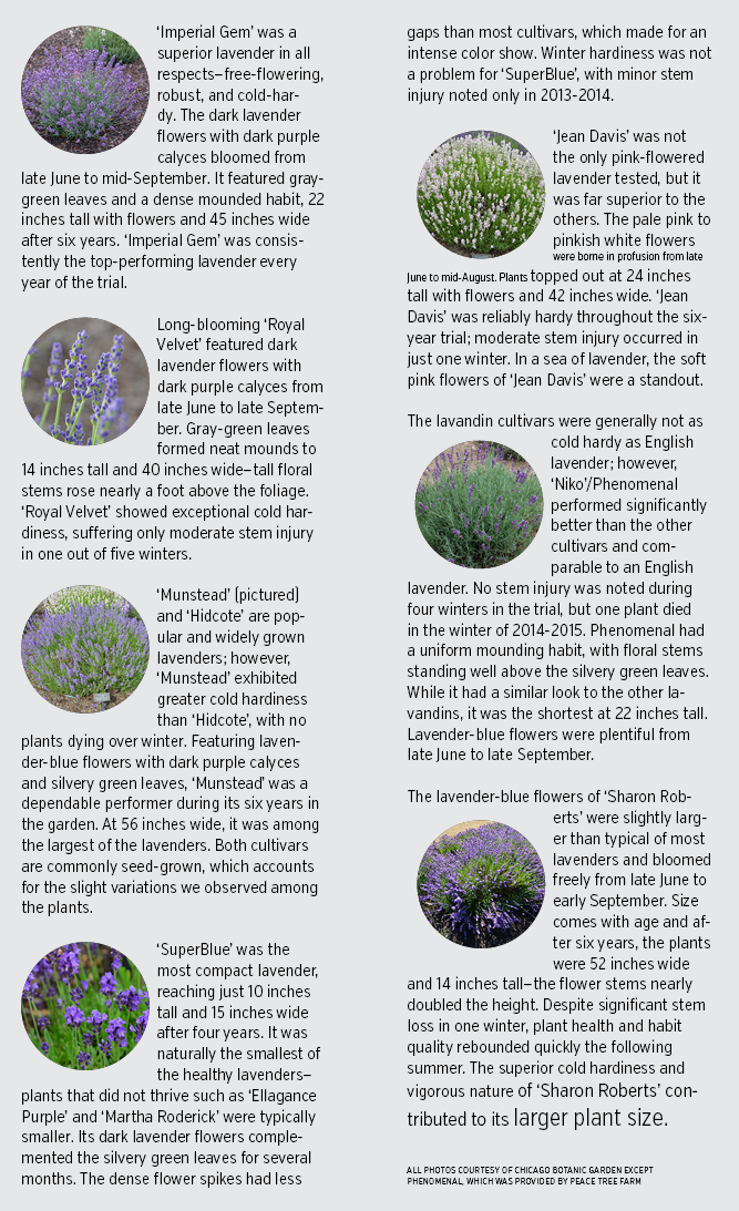 Northern Hardy Lavender? - Midwest Gardening