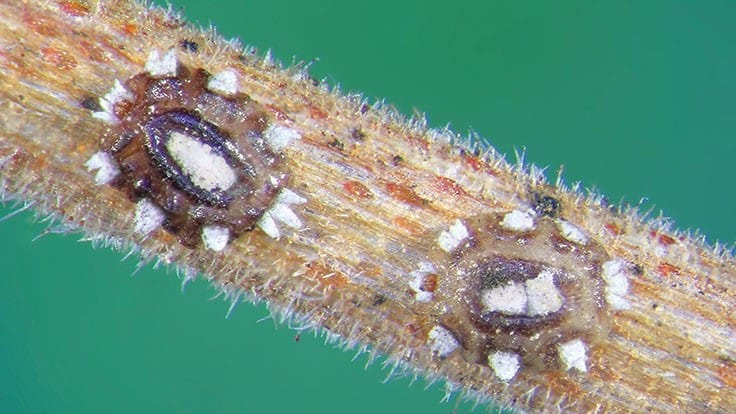 Mealybugs and soft scales