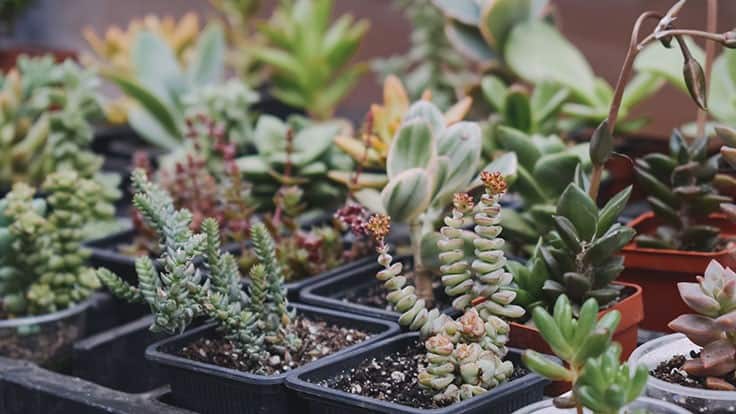 8 tips for adding succulents to your production cycle