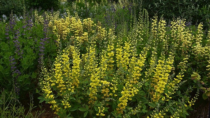 Baptisia revisited