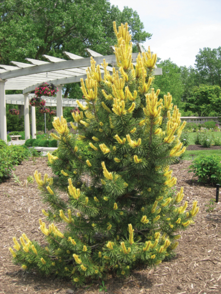 Infrared Miniature Banquet Pinus contorta var. latifolia 'Taylor's Sunburst' - Nursery Management