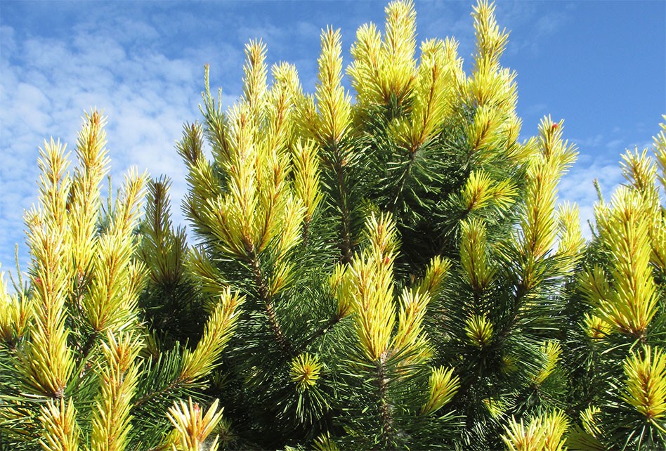 Pinus contorta var. latifolia ‘Taylor’s Sunburst’