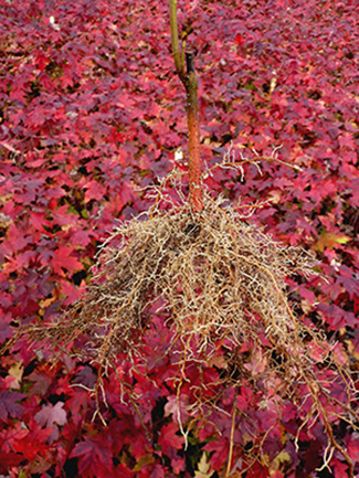 Red Maple Cultivars Nursery Management
