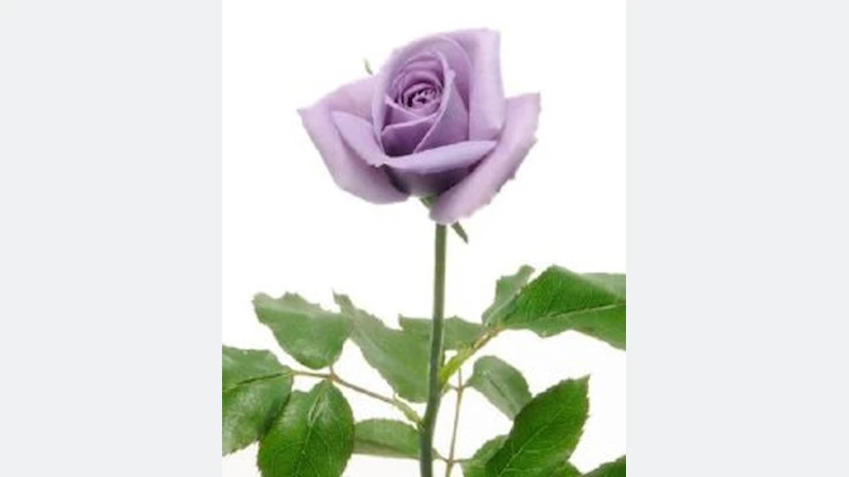 World’s first blue-pigmented rose makes its debut - Nursery Management