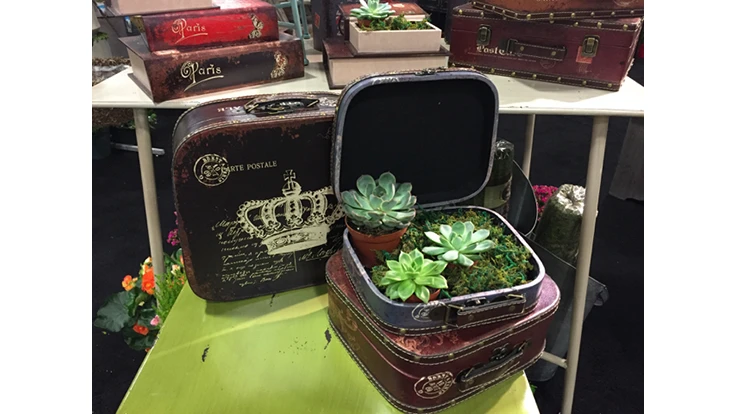 Plants in mini suitcases