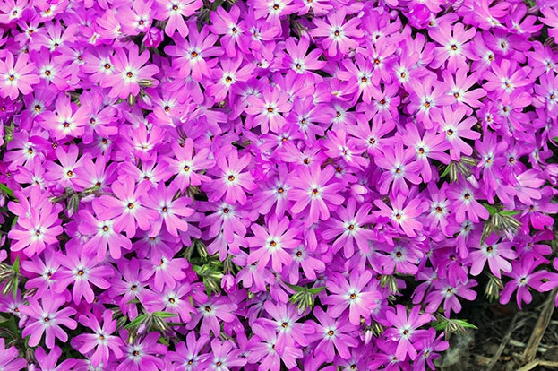 purple flowers