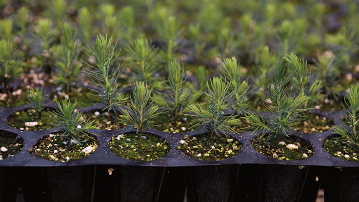 Why Christmas trees are more expensive this year Nursery Management