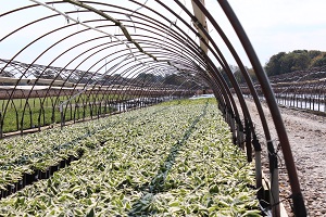 AmericanHort publishes revised nursery standard Nursery Management