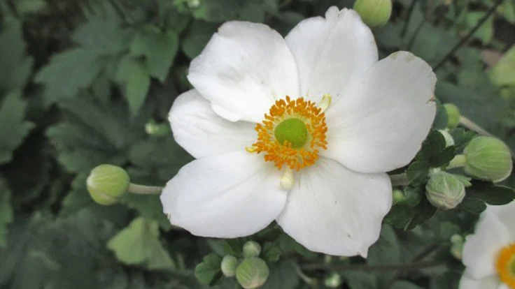 Close-up of white flower