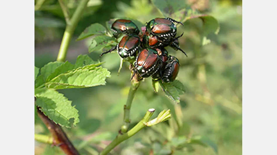 How to Get Rid of Japanese Beetles - Grass Pad