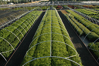The elements and value behind a quality liner Nursery Management