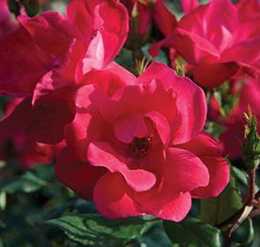 Conard-Pyle changes Knock Out Rose distribution channels - Nursery ...