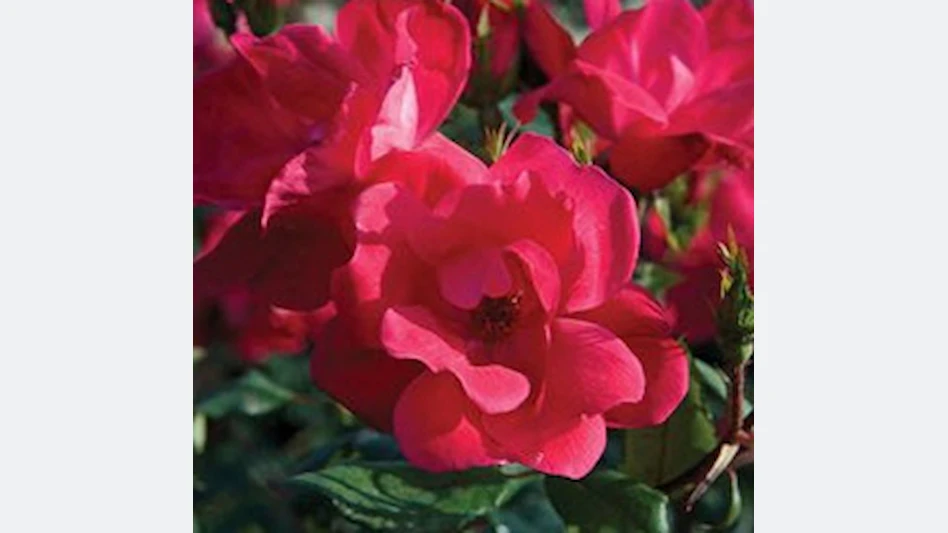 Conard-Pyle changes Knock Out Rose distribution channels - Nursery ...