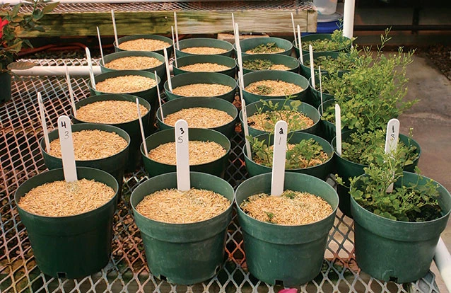 Rice hulls provide excellent control of bittercress and liverwort. Containers from left to right are topdressed with 1, ½, ¼ and 0 inches of rice hulls.