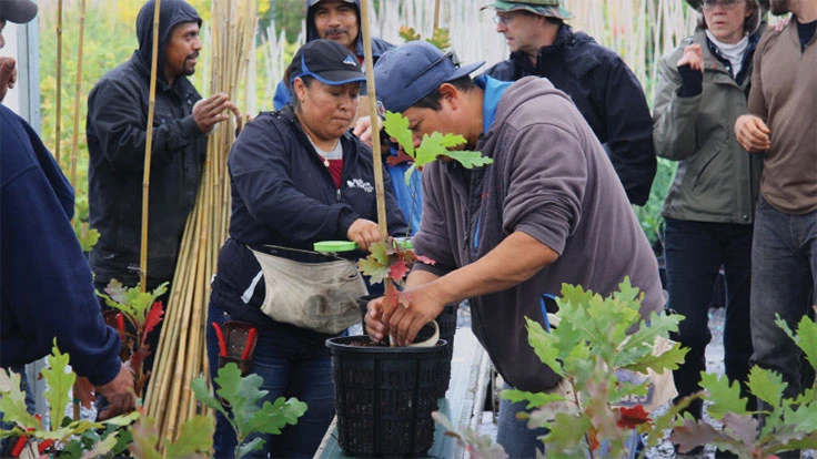 A group of people plant trees in nursery pots.