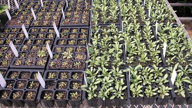 Green seedlings growing in black trays