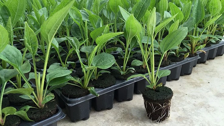 Green seedlings growing in dark brown plugs.