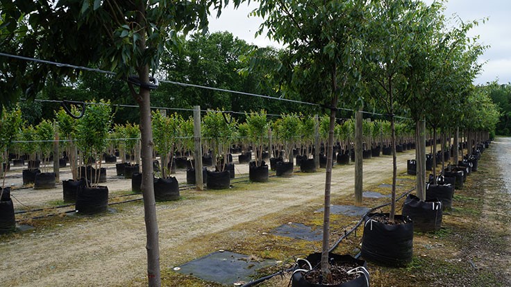 Prevent container blowover Nursery Management